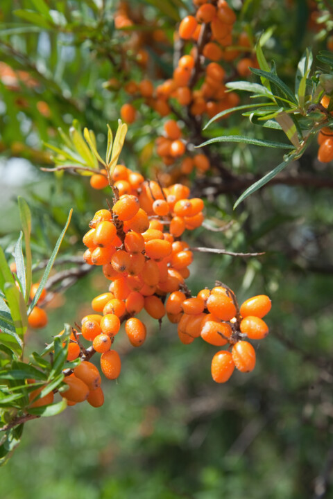 sanddorn saft, sanddorn produkte, sanddorn marmelade